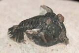 Bargain, Pseudocryphaeus Trilobite - Lghaft, morocco #126915-3